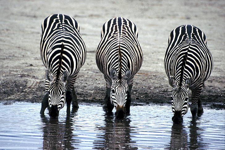 three Zebras drinking water during daytime