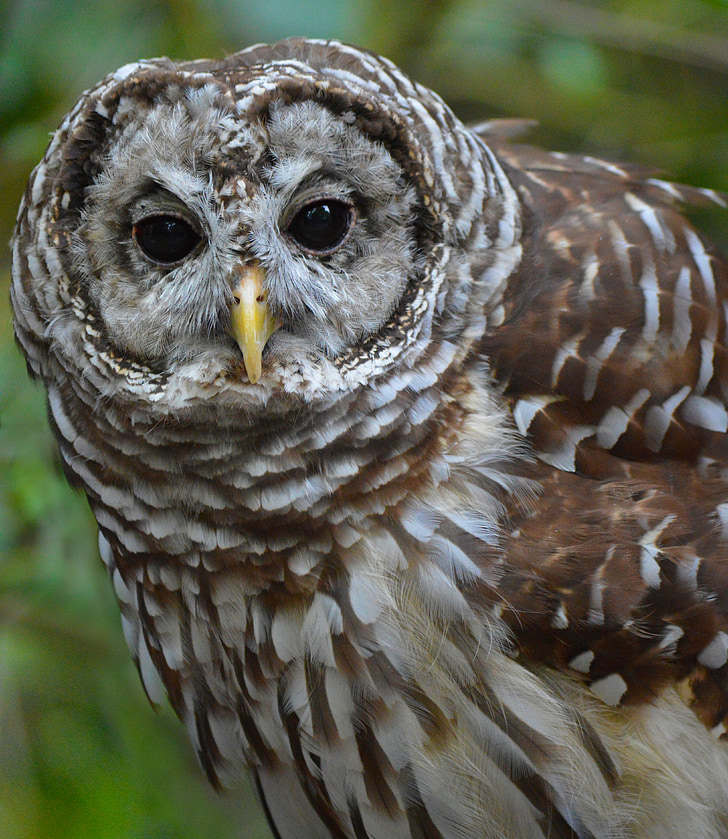 macro photography of brown owl