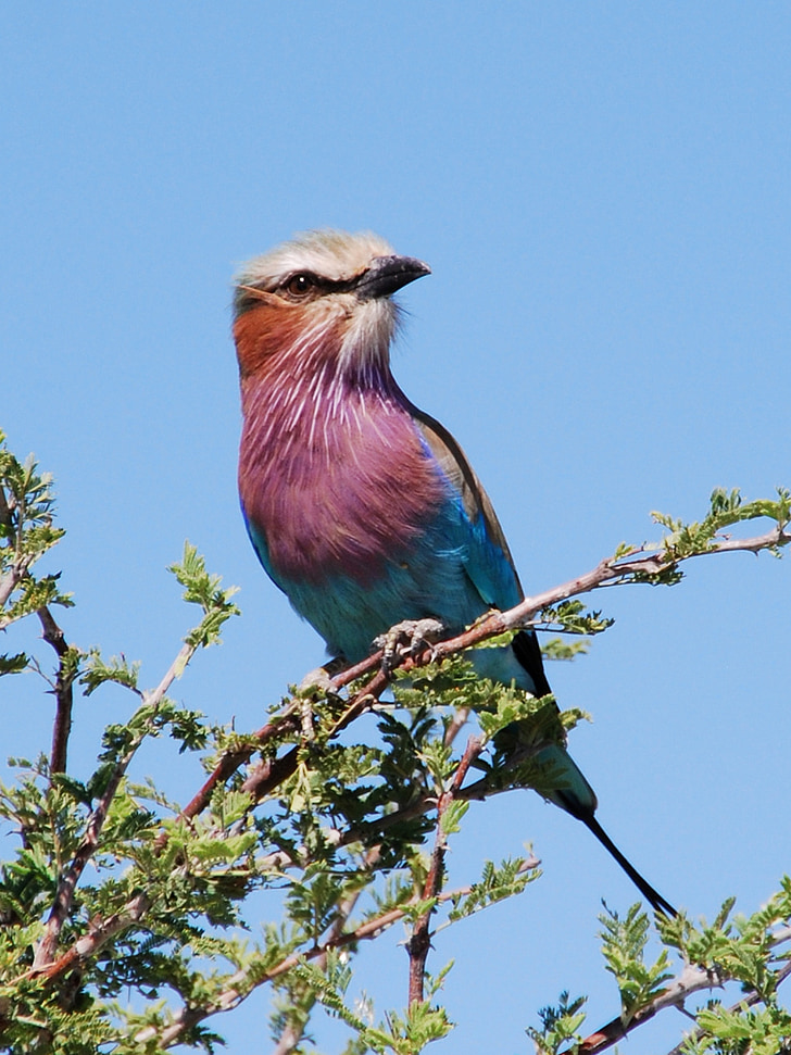 Indian roller perched on tree during daytime