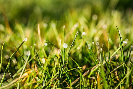 close-up photography of green grass