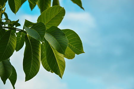 undershot photography of green leafed tree
