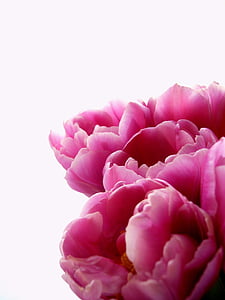 pink tulip bouquet closeup photography