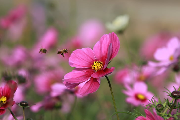 two honeybees to perch on pink cosmos flower