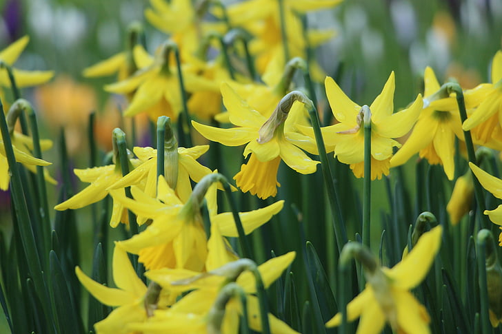 field of wild daffodil