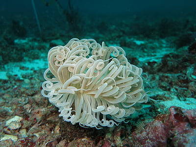white coral reef under water