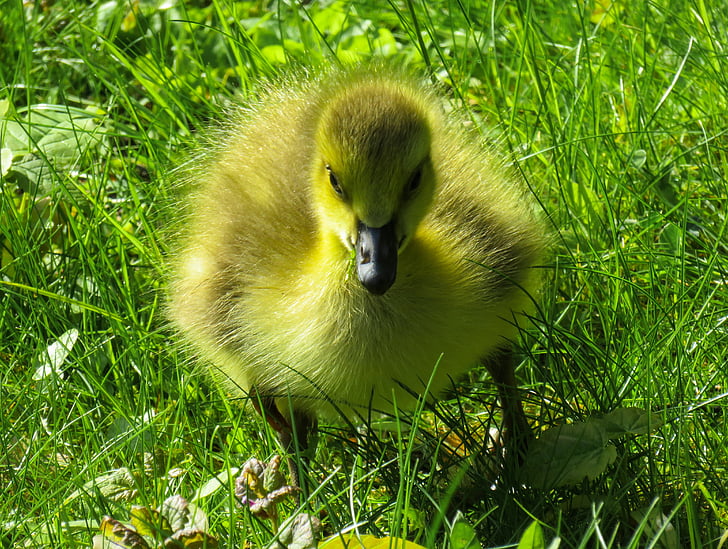 yellow duckling on green grass field