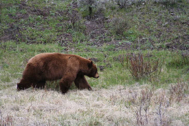 brown bear on green plant field
