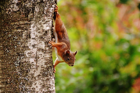 selective focus of squirrel on tree trunk