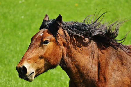 photo of brown and black horse