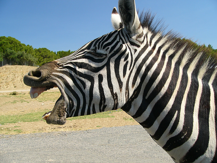 zebra standing at open field