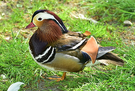 brown, black, and beige feathered duck