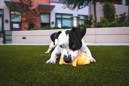 white and black American pit bull terrier on green grass during daytime