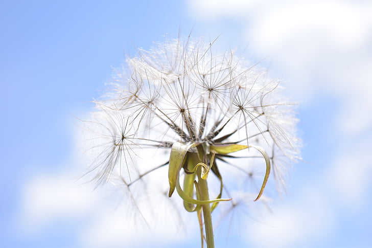 white dandelion seed head in close up photography