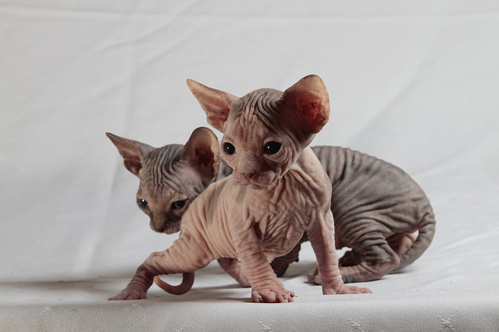 two tan Sphinx kittens