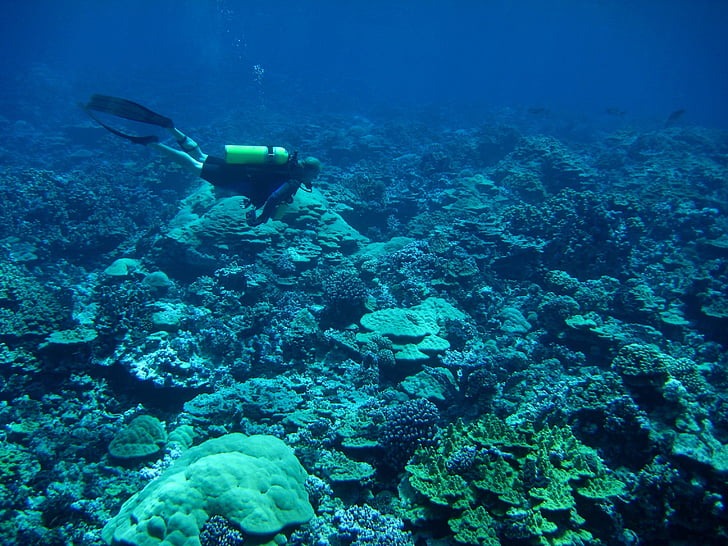 underwater photo of person near the reef