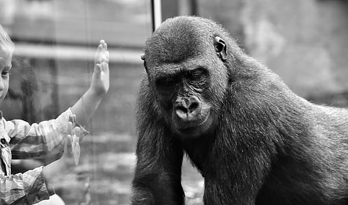 glass wall between primate and boy grayscale photography
