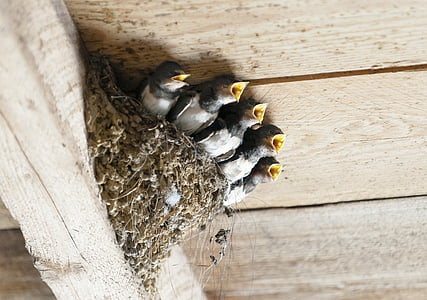 photo of five gray-and-white birds on nest