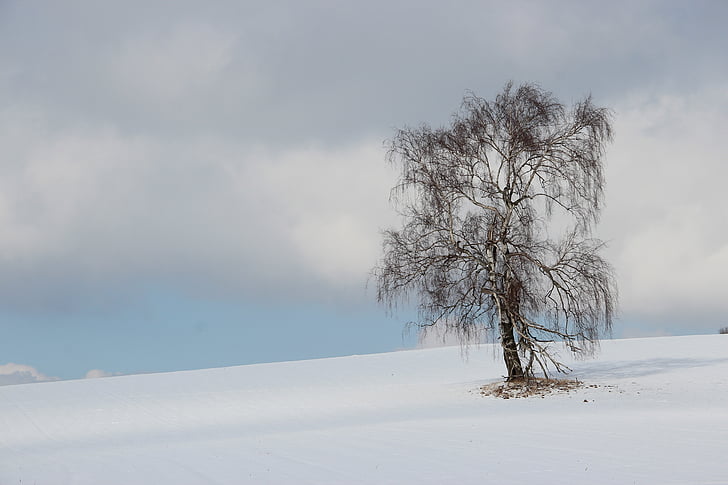 brown bare tree on white snowfield