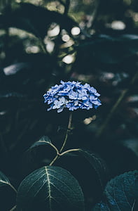 selective focus photography of blue hydrangea flower