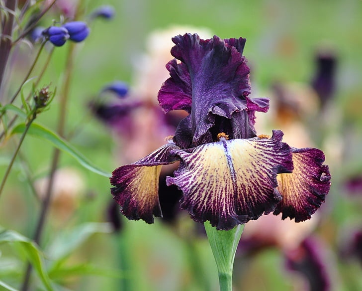 selective focus photography of yellow and purple tall bearded iris flower