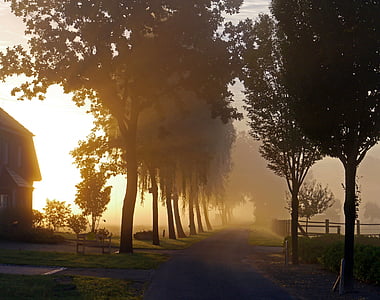 road between green leaf trees with fog at sunset