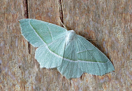 green moth on brown surface at daytime