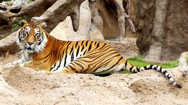 tiger lying on sand during daytime