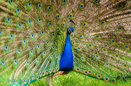 photo of blue peacock