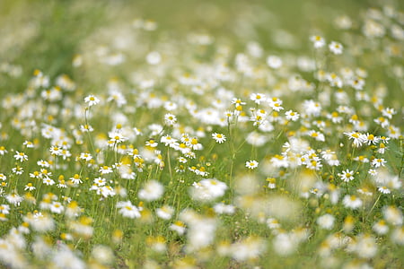white oxford susan flower field