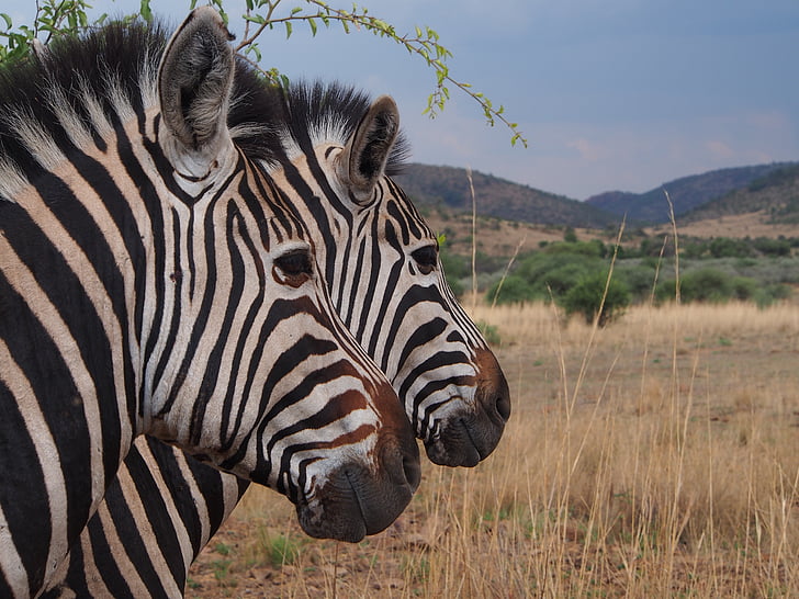 two zebras standing on dried grass