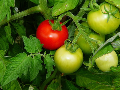 unripe and ripe tomato