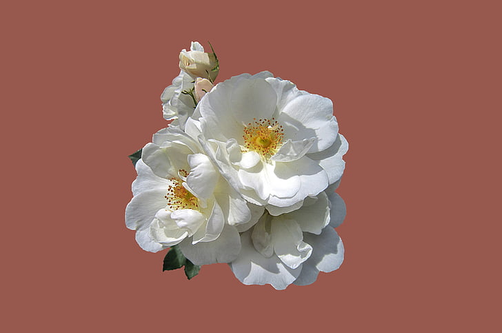 white rose flowers with pink background