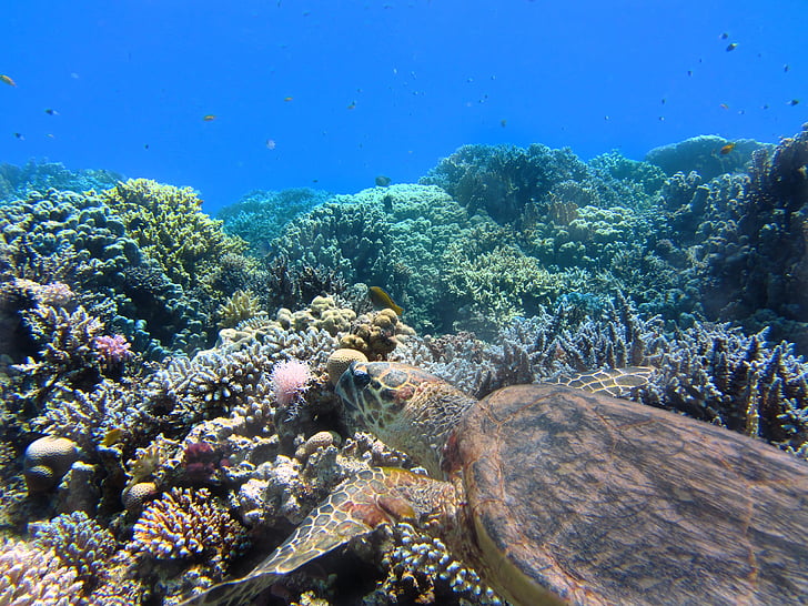 brown sea turtle swimming above corals