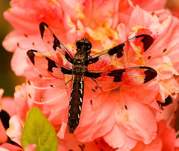 black and brown six spotted skimmer perched on orange petaled flower closeup photography