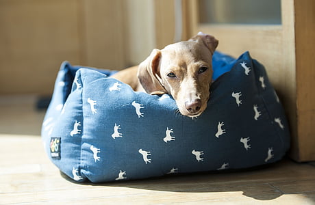 short-coated brown puppy on blue and white pet bed