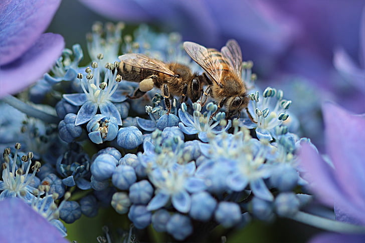 macro photo of blue flowers and honeybees