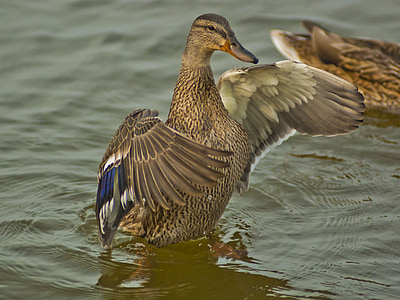 brown duck flapping wings