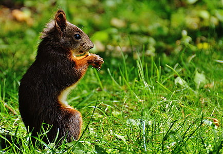 brown squirrel on green grass at daytime