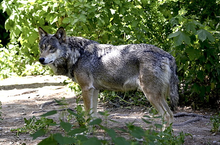 brown wolf standing beside green leaf plant