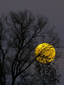 tall trees in front of moon
