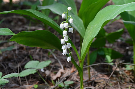 white lily of the valley flower in closeup photo