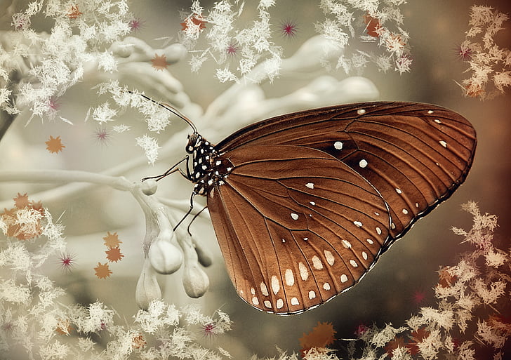 brown butterfly on white flowers