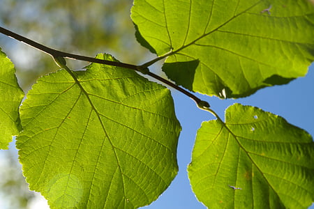 photo of green leafed plant during daytime