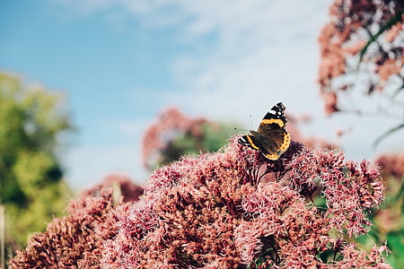 selective focus photography of Vanessa atalanta butterfly perched on pink petaled flower