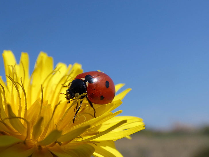 red and black ladybird on yellow daisy