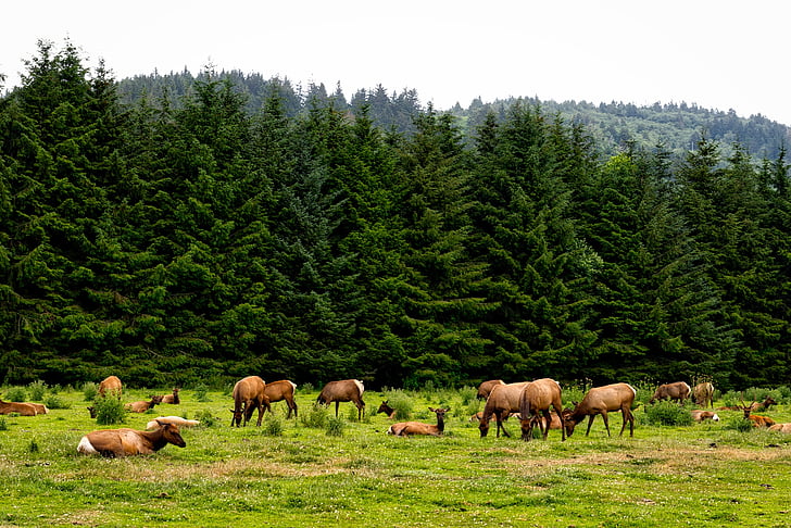 brown animals on green fields