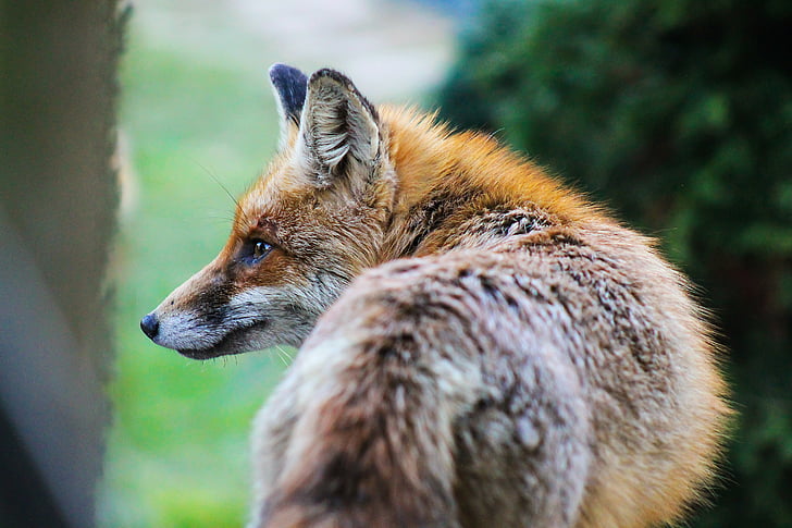 selective photo of red fox