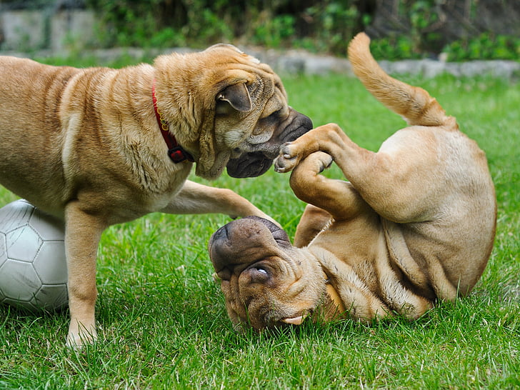 two Chinese shar pei playing on grass field