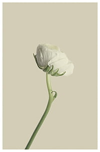selective focus photo of white ranunculus flower