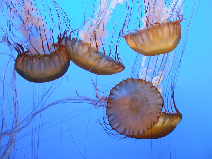 four brown jellyfishes